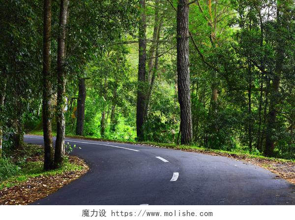 森林中的沥青路公路